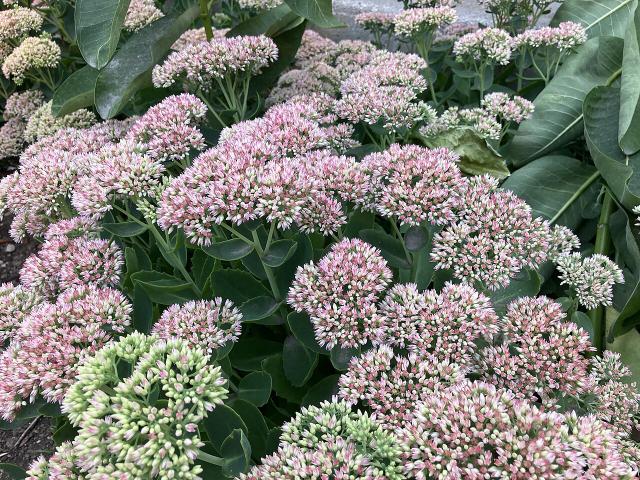 Sedum (orpin) : plantation, entretien et culture en pot