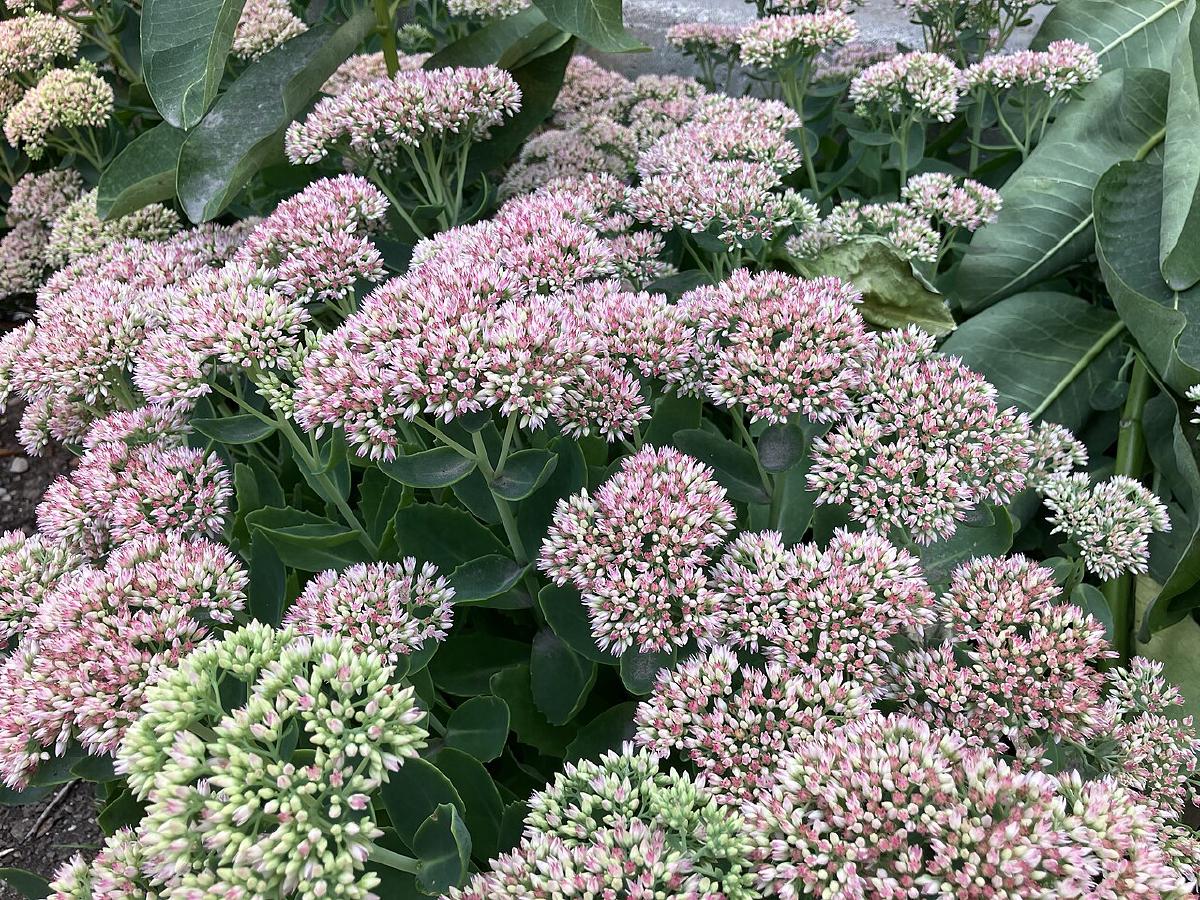 Sedum