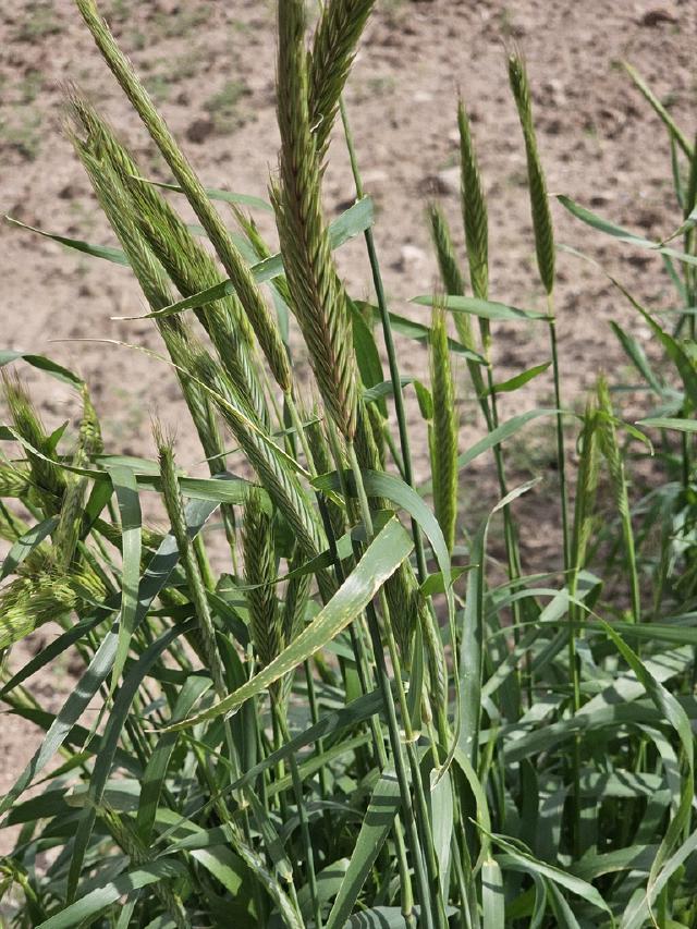 Seigle : engrais vert d’hiver pour couvrir le sol