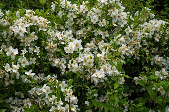 Seringat (Philadelphus coronarius) : plantation, taille et entretien