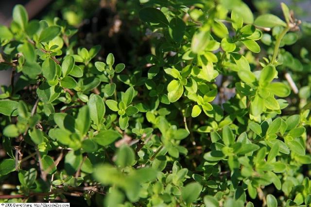 Serpolet (Thymus serpyllum) : plantation, entretien et usages