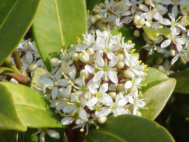 Skimmia japonica : plantation, arrosage et entretien