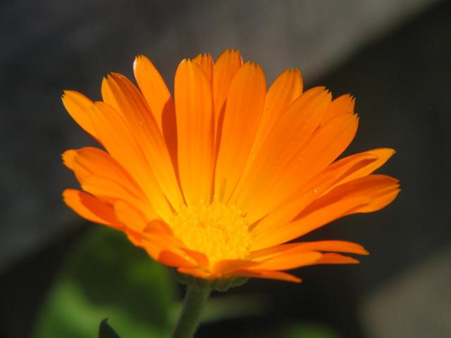 Souci officinal (Calendula officinalis) : semis, culture et entretien