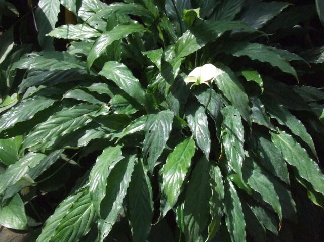 Spathiphyllum (fleur de lune) : entretien, arrosage et floraison en interieur