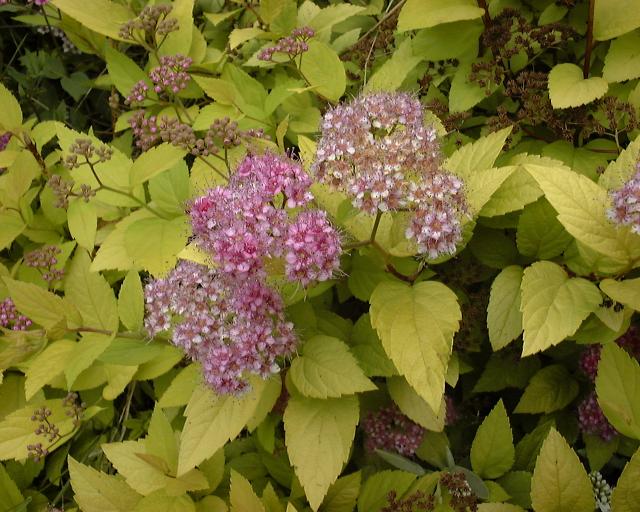 Spirée du Japon (Spiraea japonica) : plantation, taille et entretien