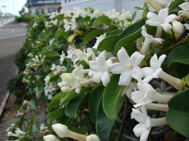 Stephanotis (jasmin de Madagascar) : culture, floraison et entretien