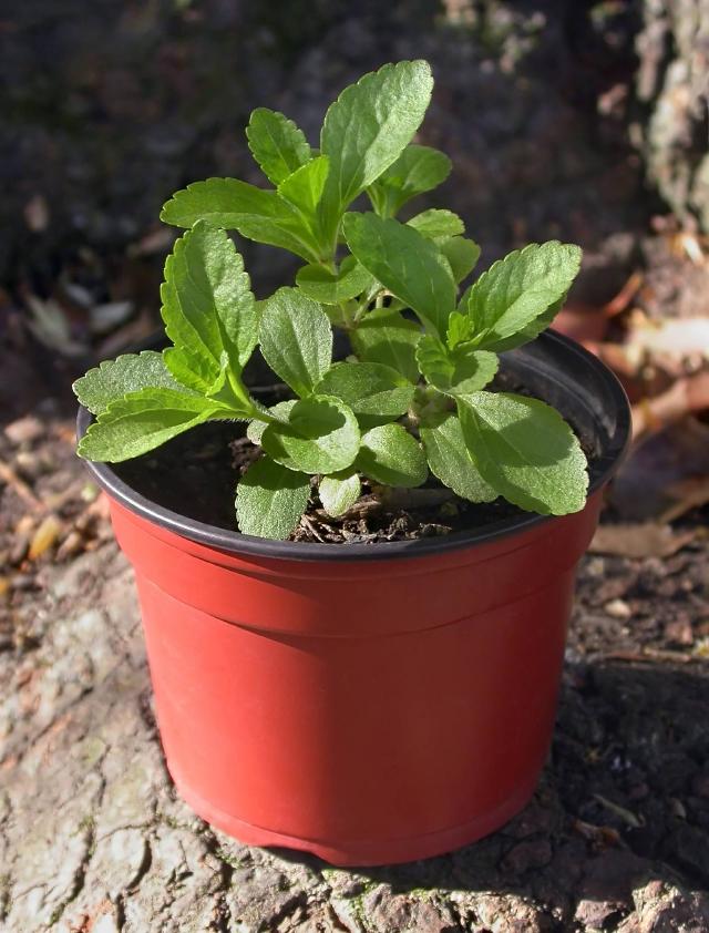 Stevia (Stevia rebaudiana) : plantation, entretien et hivernage