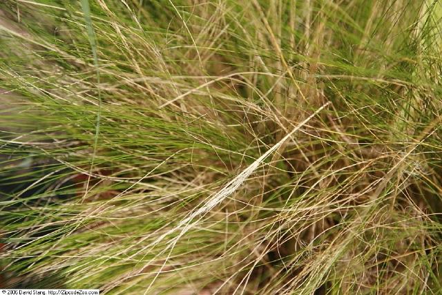 Stipa tenuissima (Nassella tenuissima) : plantation, entretien et taille