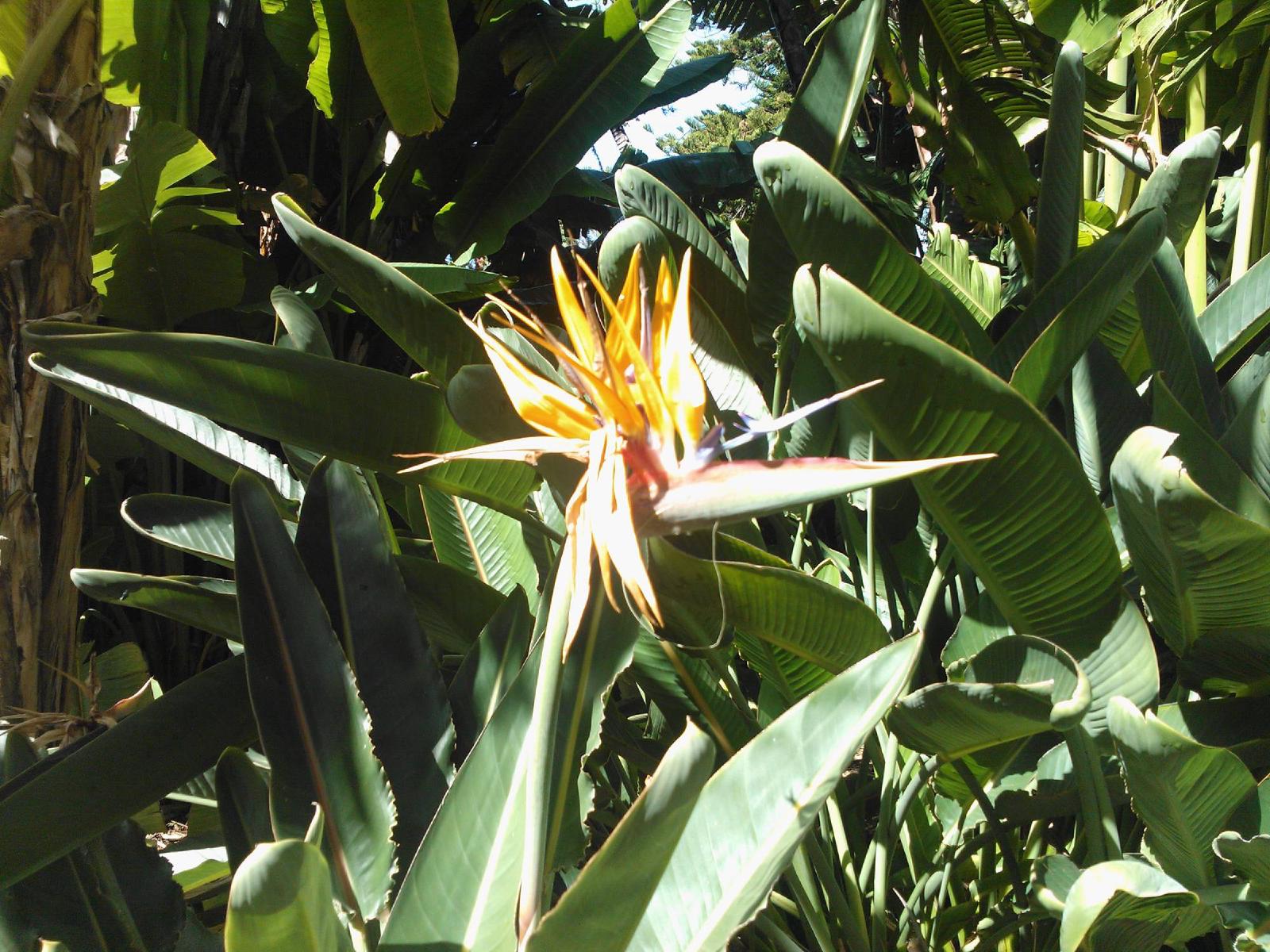 Oiseau de paradis
