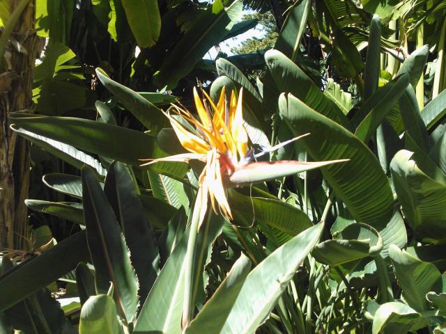 Strelitzia (oiseau de paradis) : entretien, floraison et culture en pot