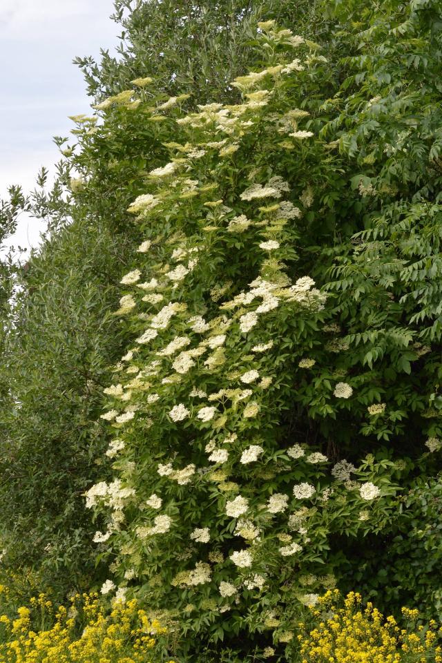 Sureau noir (Sambucus nigra) : plantation, taille et récolte