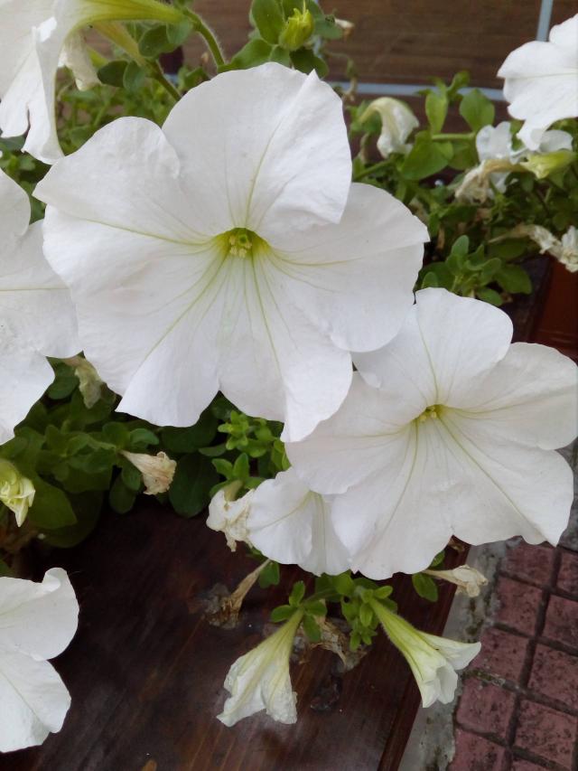 Surfinia (Petunia × atkinsiana) : culture, arrosage et entretien