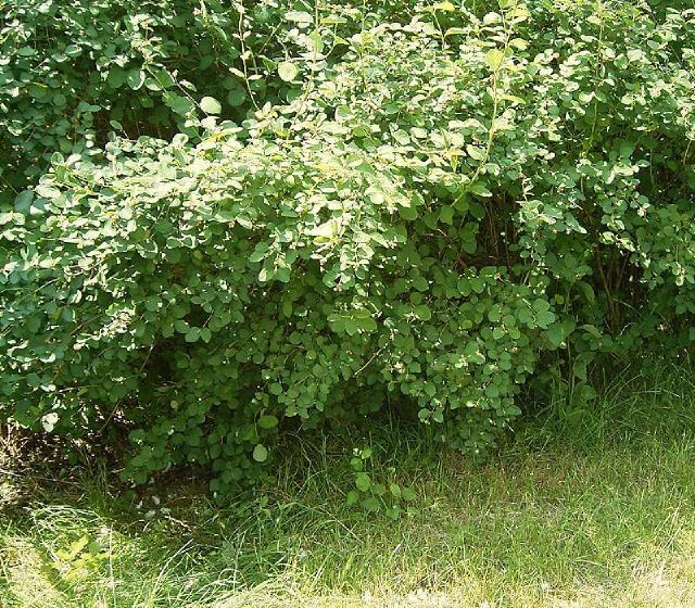 Symphorine blanche (Symphoricarpos albus) : plantation, taille et entretien