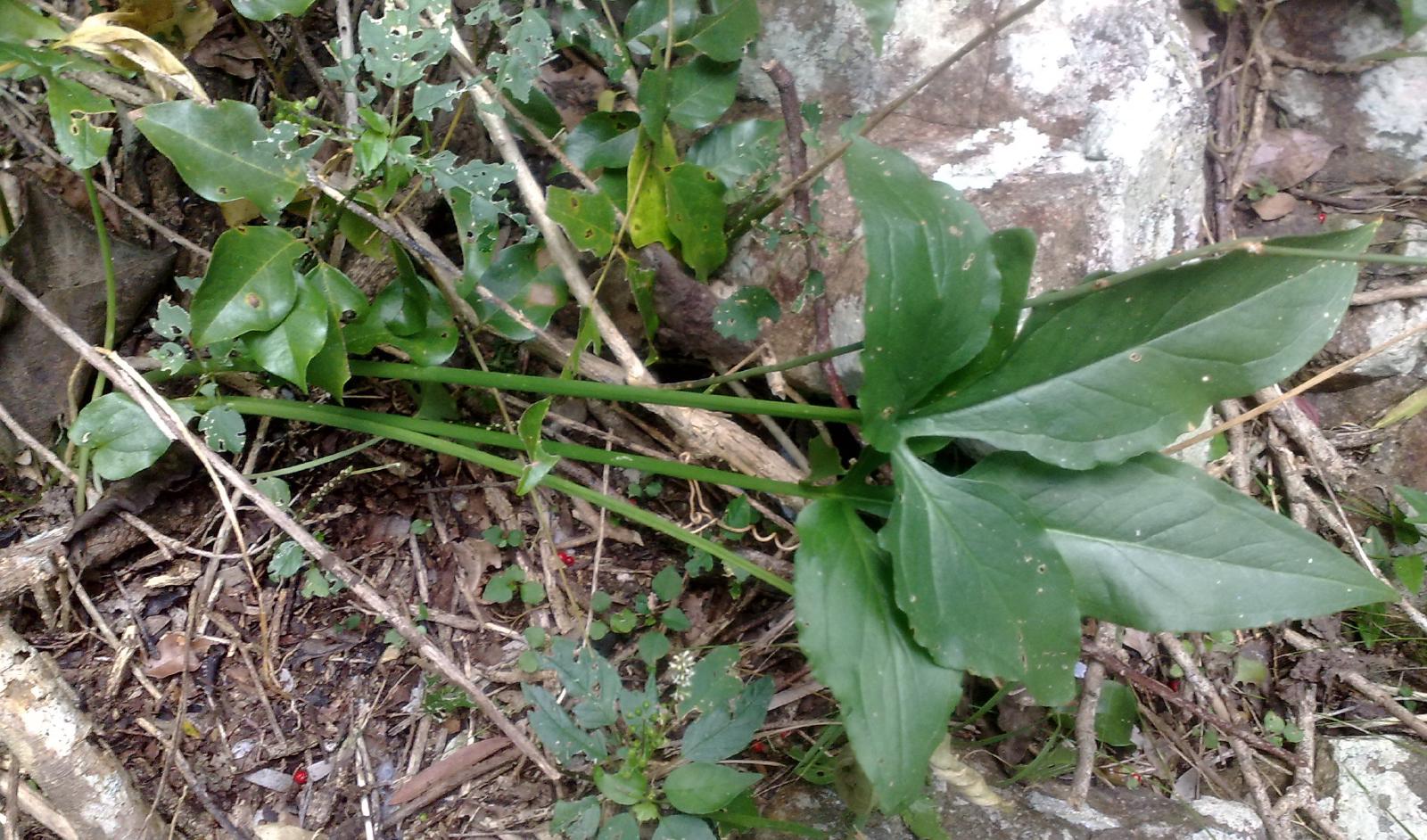 Syngonium