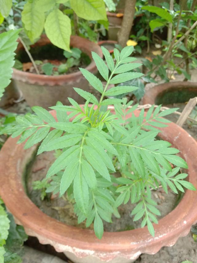 Tagète minuta (Tagetes minuta) : semis, culture et entretien