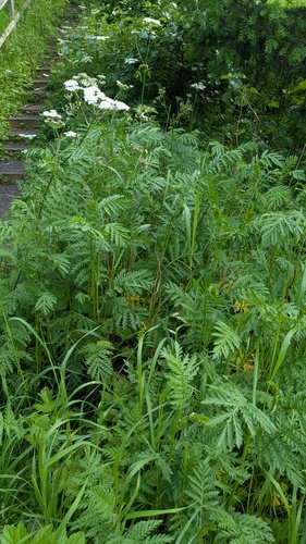 Tanaisie au jardin : intérêt, culture et précautions