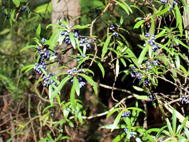 Poivre de Dorrigo : culture du Tasmannia stipitata