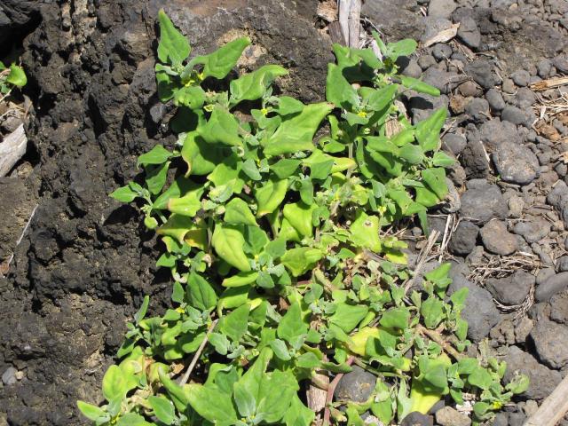 Tétragone (Tetragonia tetragonioides) : semis, culture et récolte