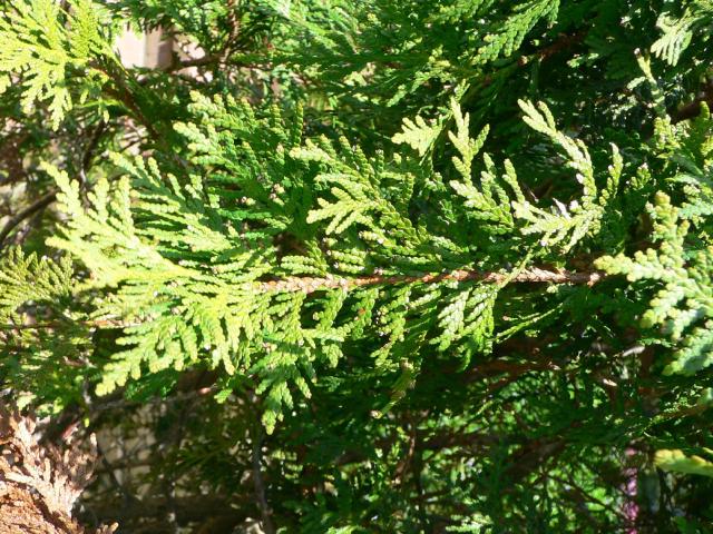 Thuya (Thuja occidentalis) : plantation, taille et entretien