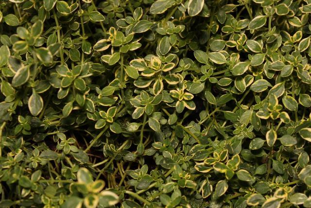 Thym citron (Thymus × citriodorus) : plantation, entretien et récolte