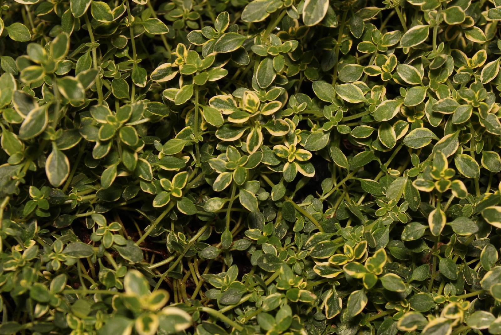 Thym citron