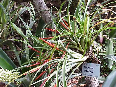 Tillandsia