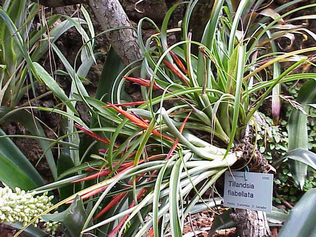Tillandsia : entretien, arrosage et culture de la fille de l air