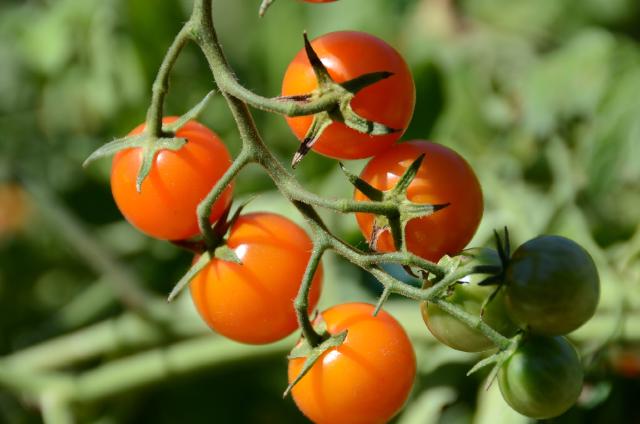 Tomate cerise (Solanum lycopersicum var. cerasiforme) : culture, taille et récolte