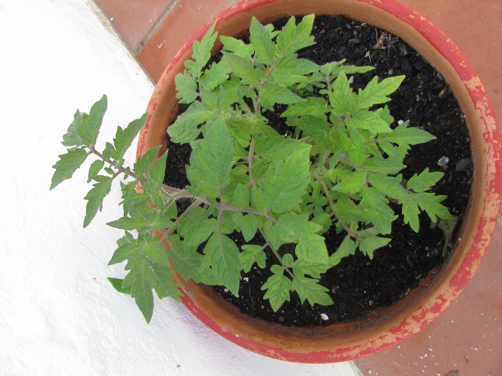 Tomate