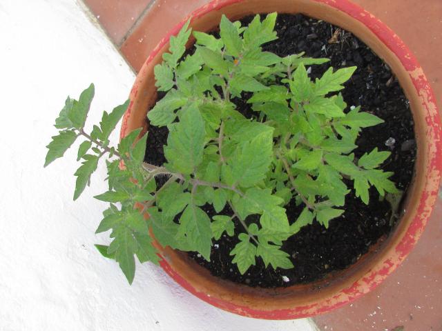 Tomate (Solanum lycopersicum) : plantation, taille et entretien