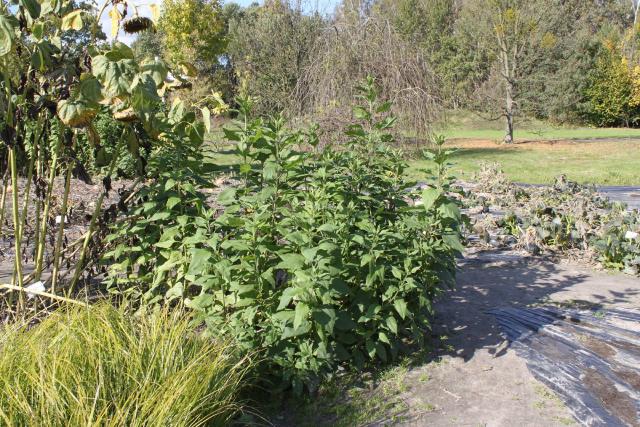Topinambour (Helianthus tuberosus) : plantation, culture et récolte