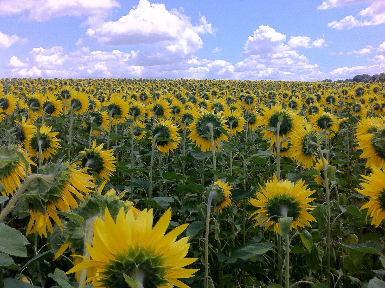 Tournesol