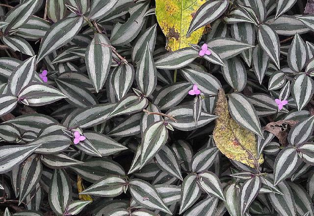 Tradescantia zebrina (misere) : entretien, arrosage et bouturage