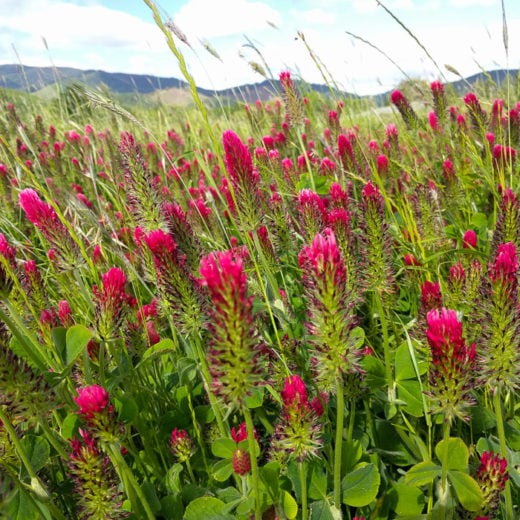 Trèfle incarnat : engrais vert et fleur mellifère
