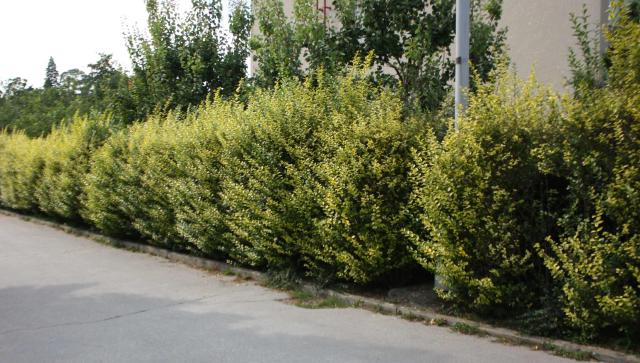 Troène (Ligustrum ovalifolium) : plantation, taille et entretien