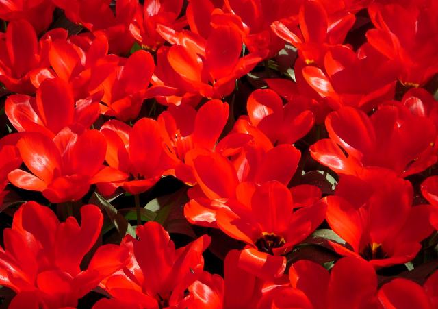 Tulipe (Tulipa gesneriana) : planter les bulbes et réussir la floraison