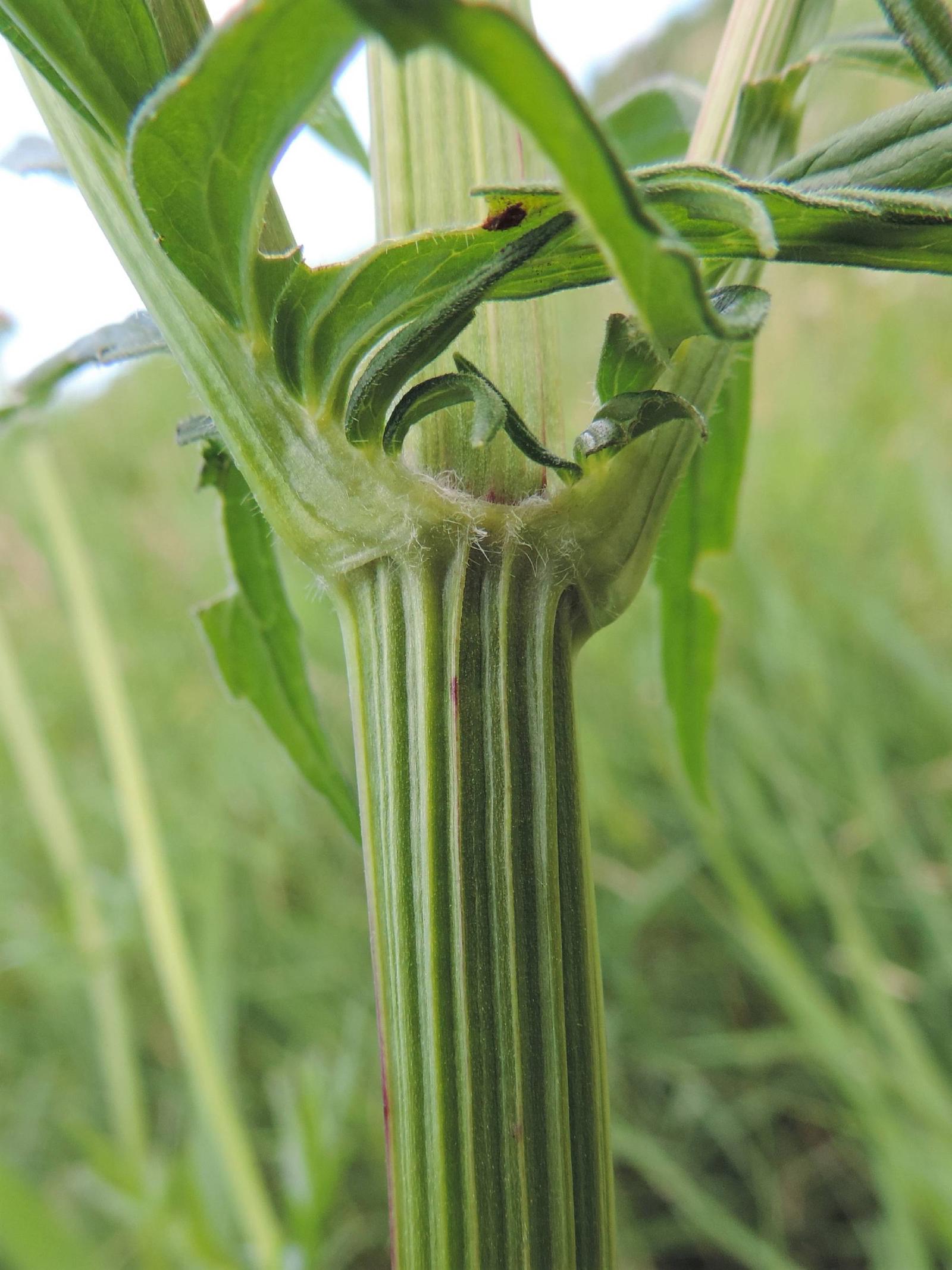 Valériane officinale