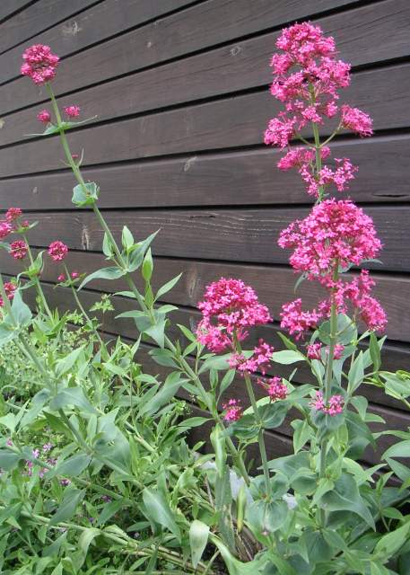 Valériane rouge (Centranthus ruber) : plantation, entretien et floraison