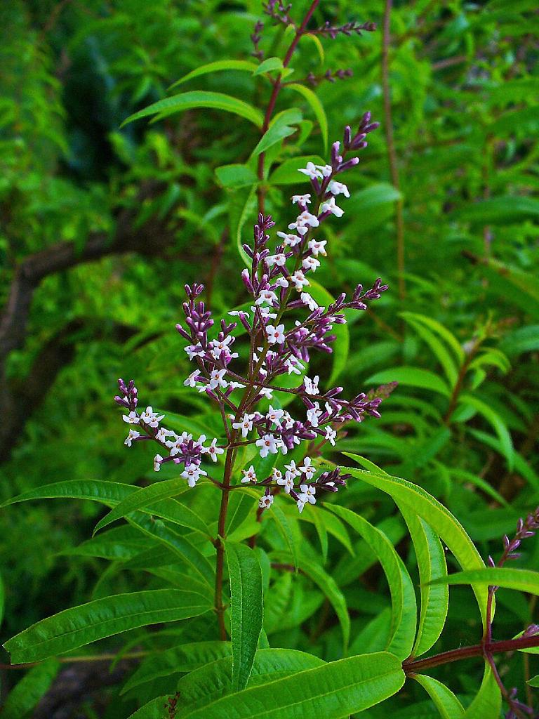 Verveine citronnelle