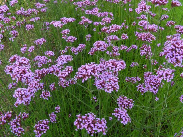 Verveine de Buenos Aires (Verbena bonariensis) : plantation, floraison et entretien