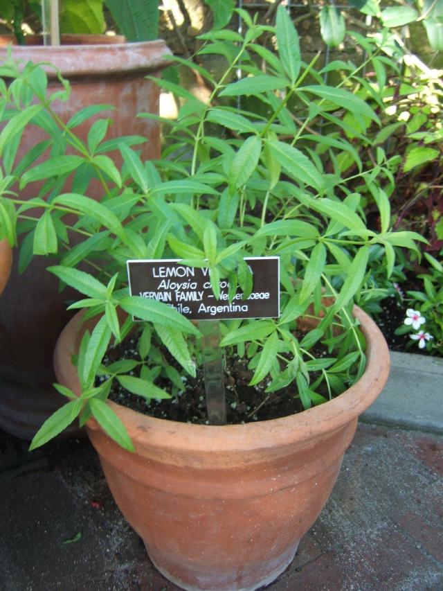 Verveine odorante (Aloysia citrodora) : culture, taille et hivernage