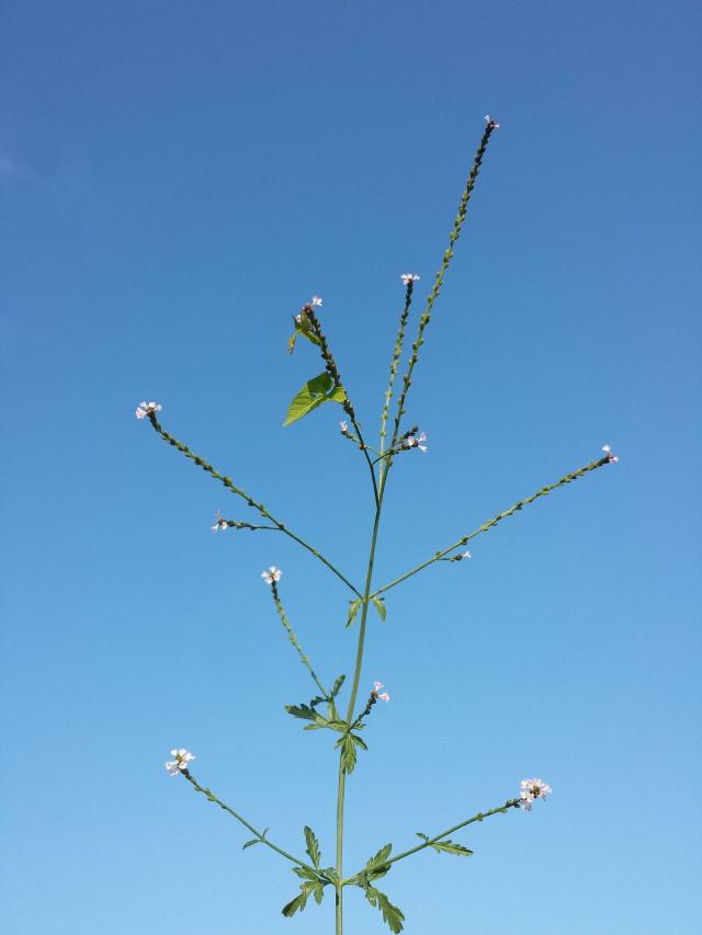 Verveine officinale (Verbena officinalis) : culture, semis et entretien au jardin