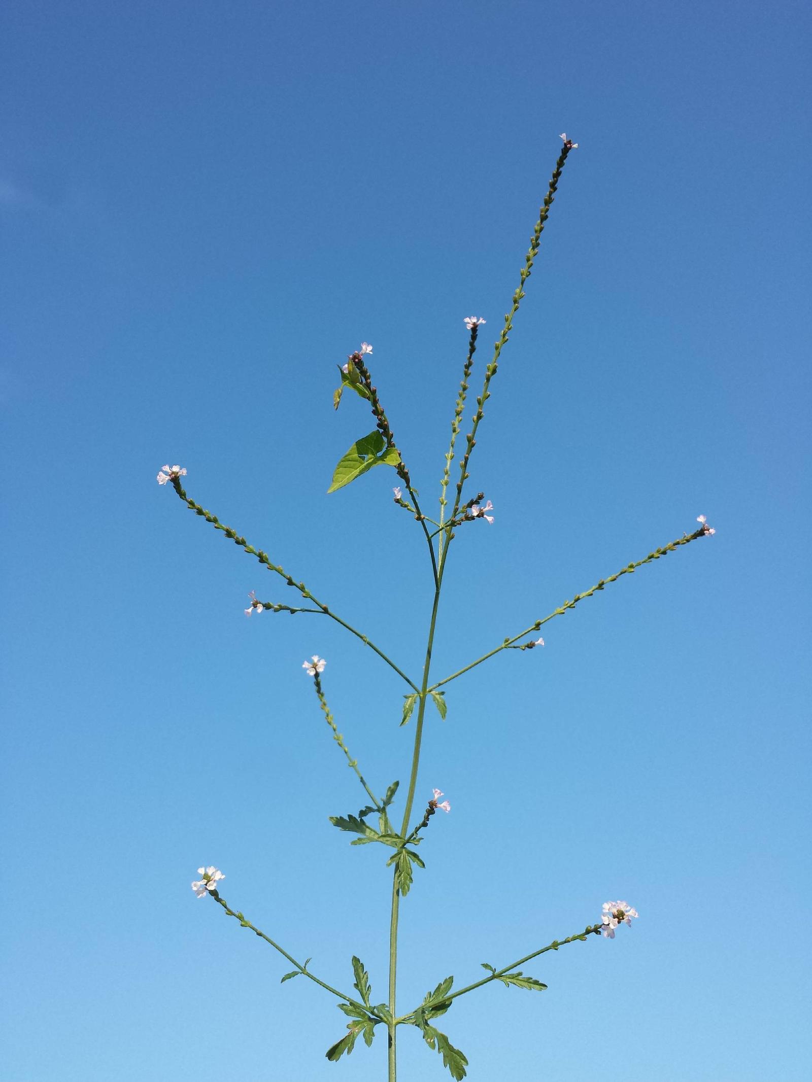 Verveine officinale