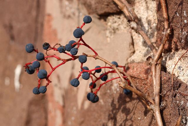 Vigne vierge (Parthenocissus) : plantation, taille et entretien