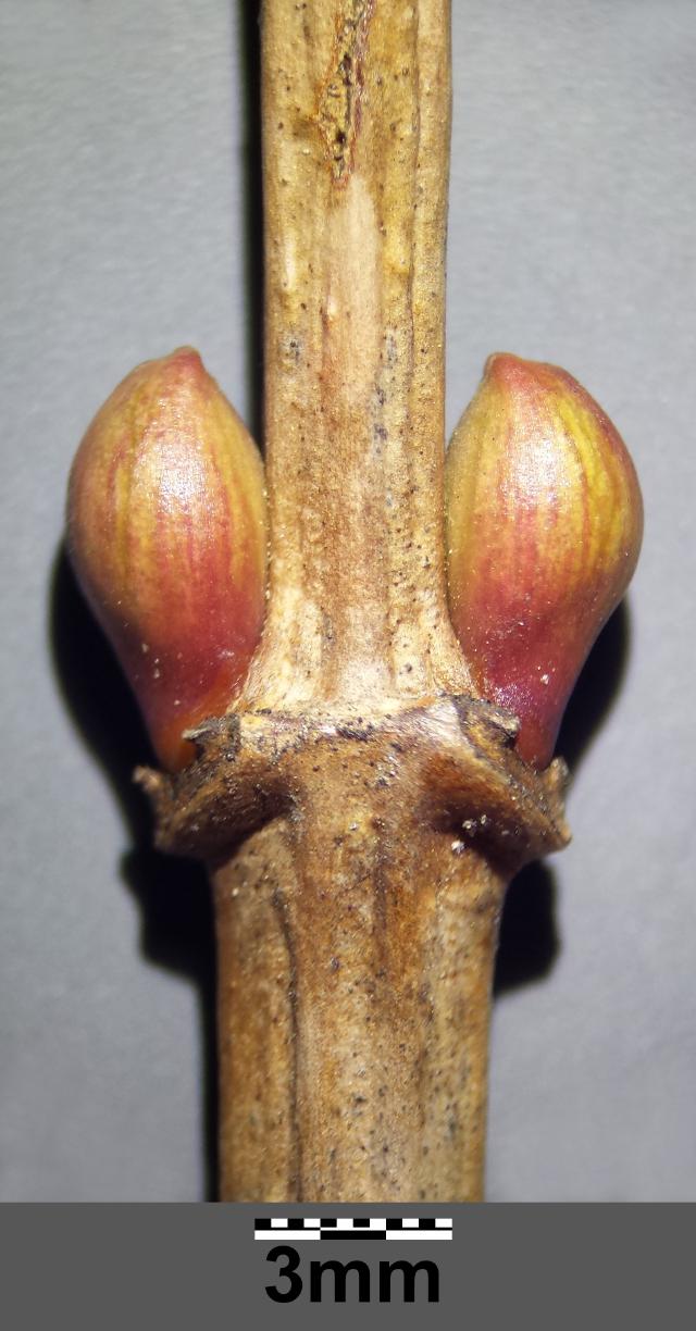 Viorne obier (Viburnum opulus) : plantation, taille et entretien