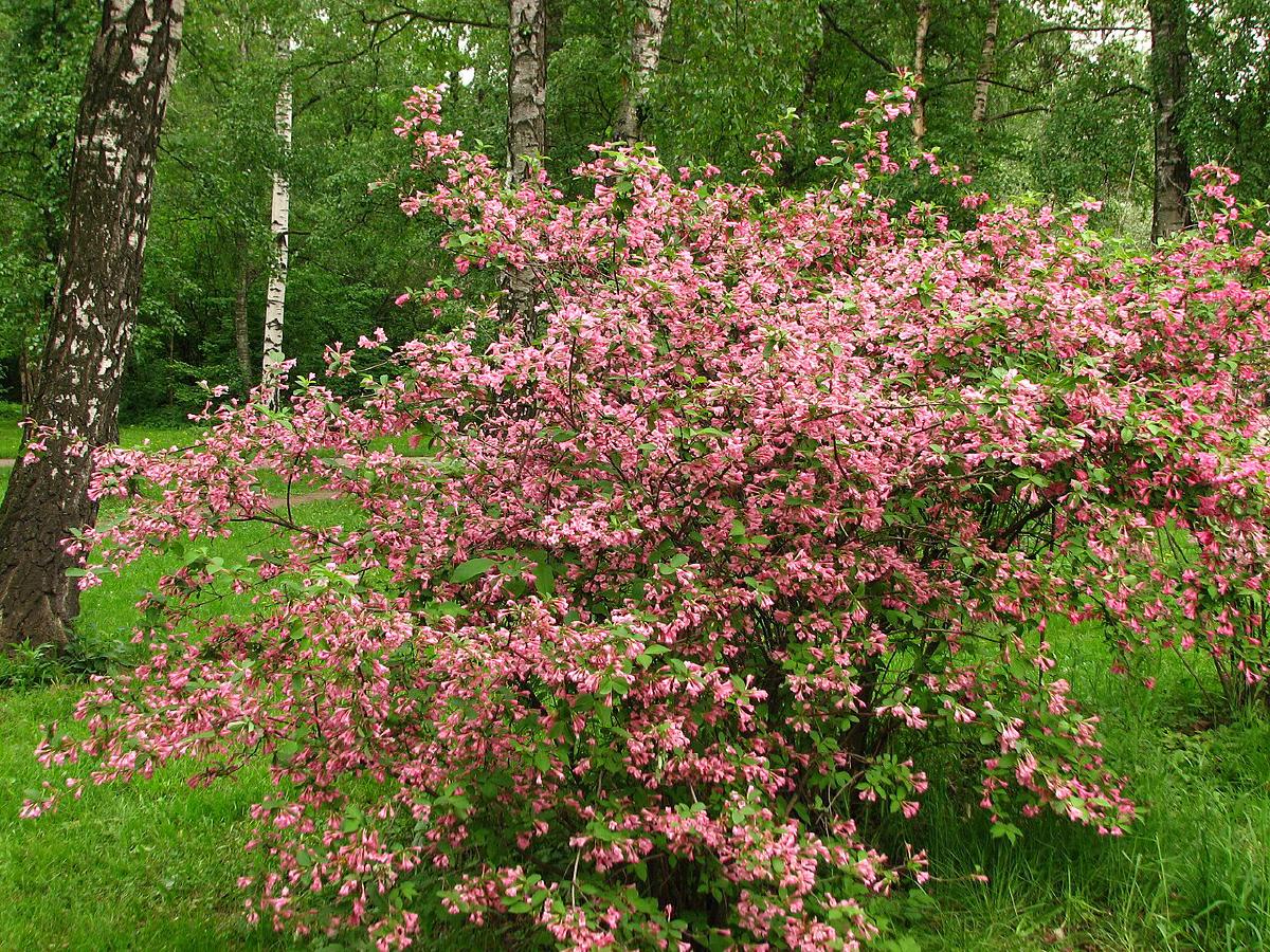 Weigelia