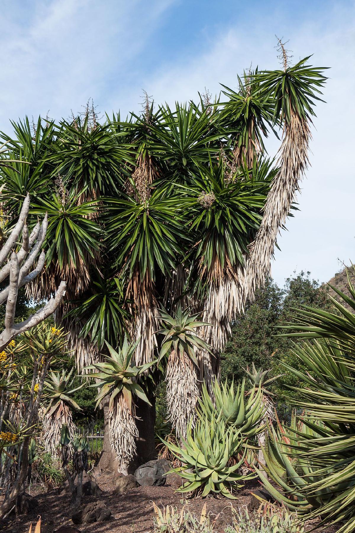 Yucca d'interieur