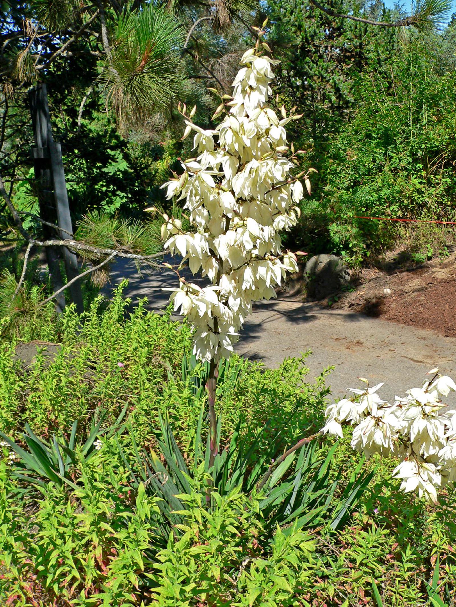 Yucca filamenteux