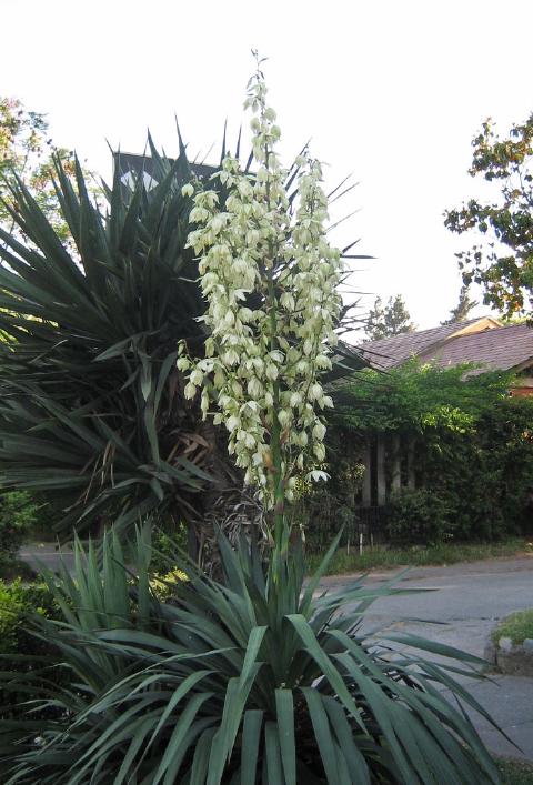Yucca glorieux
