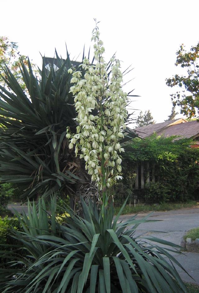 Yucca gloriosa (yucca glorieux) : plantation, rusticité et entretien